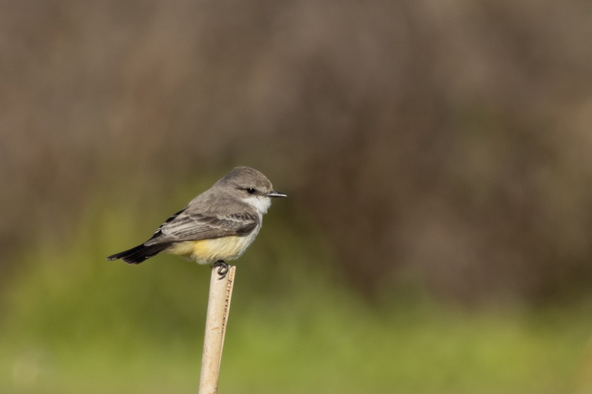 Vermilion Flycatcher - ML646011613
