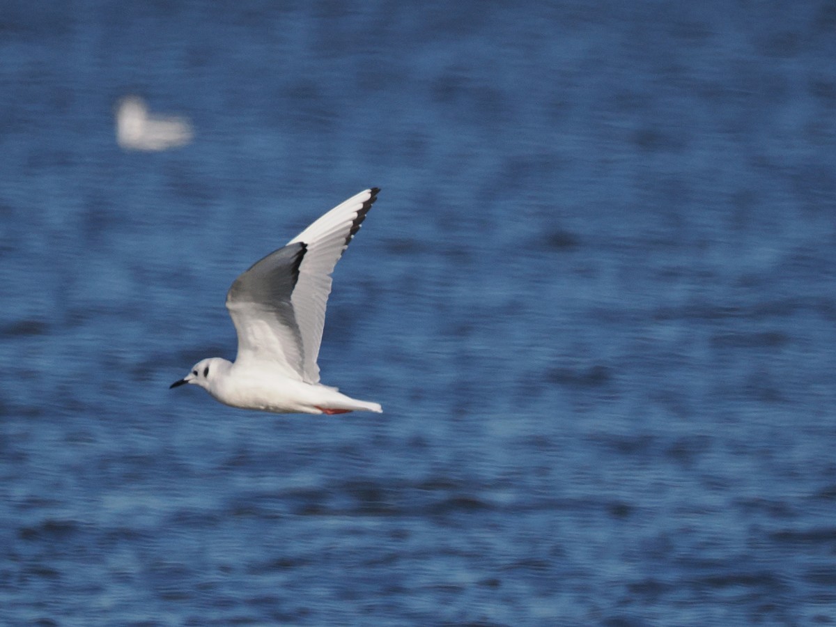 שחף אמריקני - ML646011616