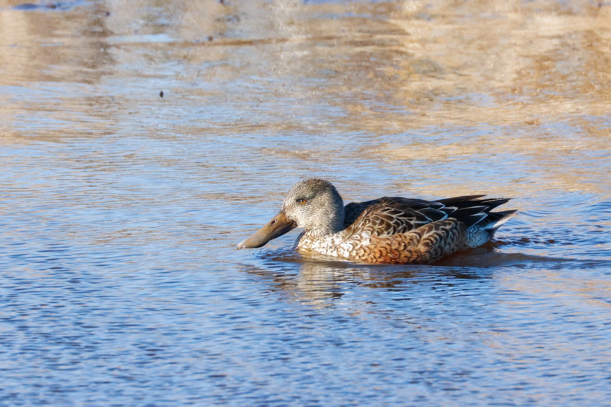 Northern Shoveler - ML646011618
