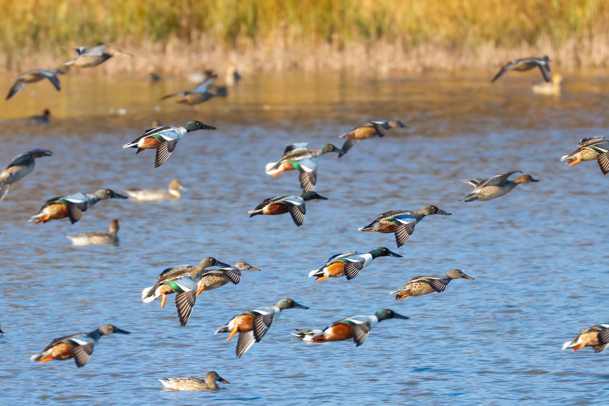 Northern Shoveler - ML646011619