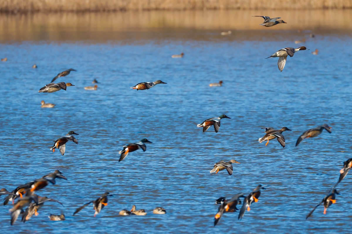 Northern Shoveler - ML646011620