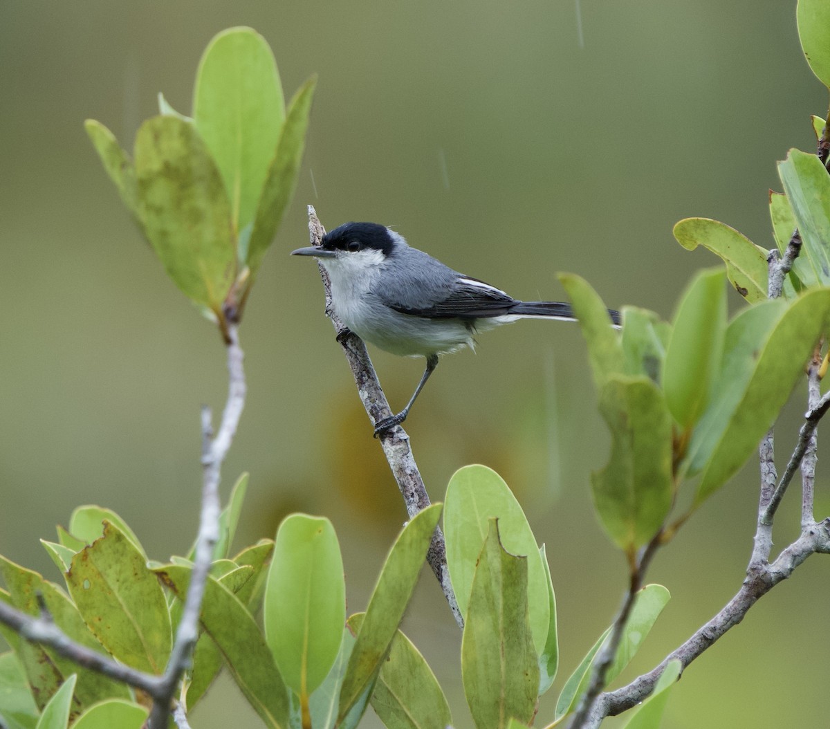 Tropical Gnatcatcher (innotata) - ML646011627