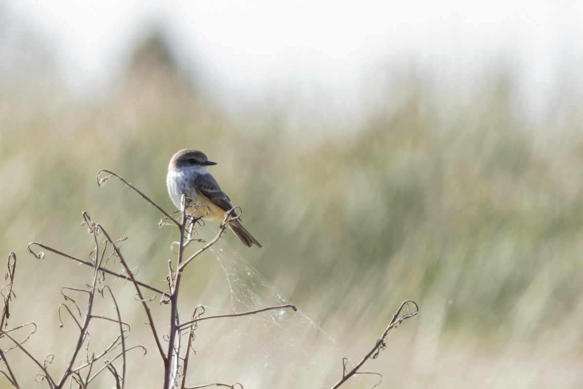 Vermilion Flycatcher - ML646011629