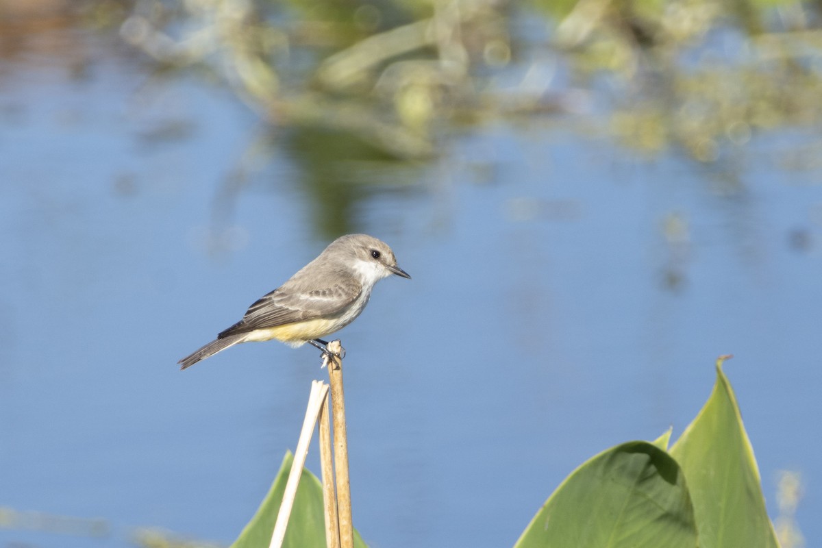Vermilion Flycatcher - ML646011630