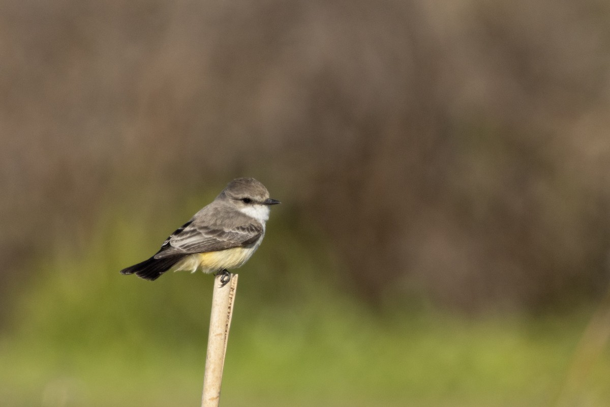 Vermilion Flycatcher - ML646011631