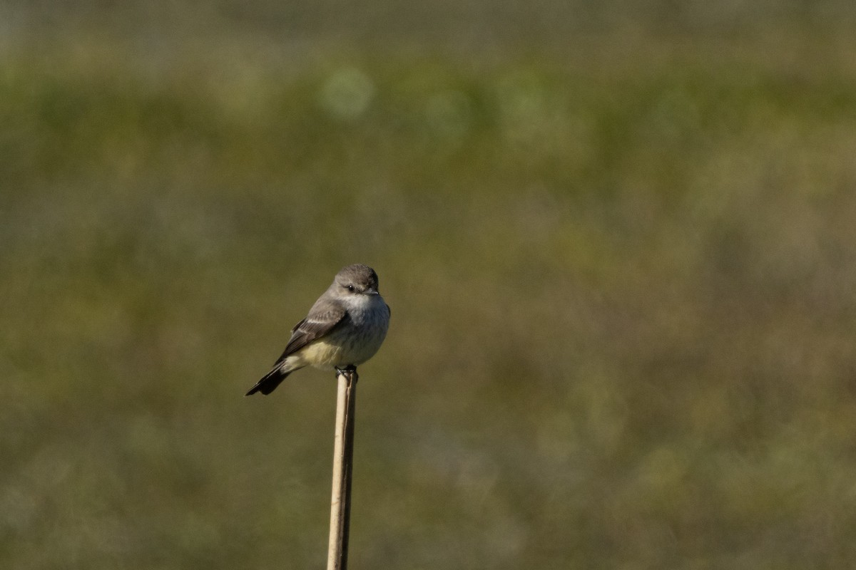 Vermilion Flycatcher - ML646011632