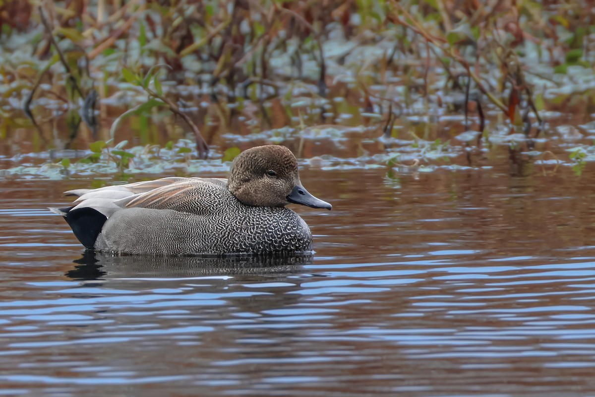 Gadwall - ML646011633