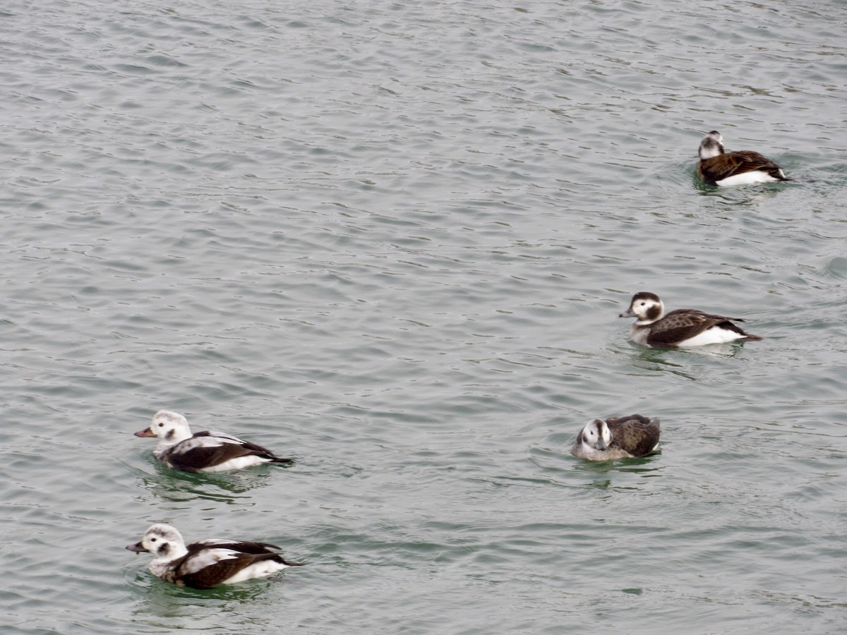 Long-tailed Duck - ML646011634