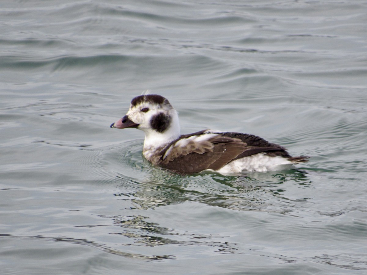 Long-tailed Duck - ML646011635
