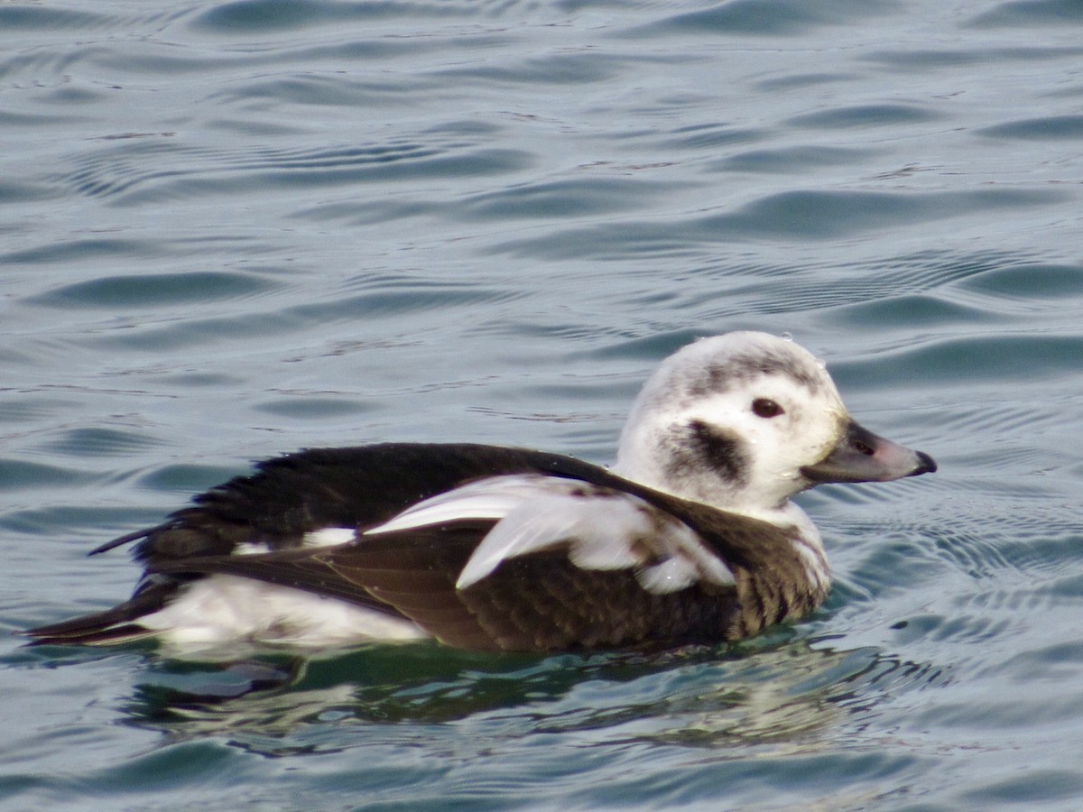 Long-tailed Duck - ML646011636