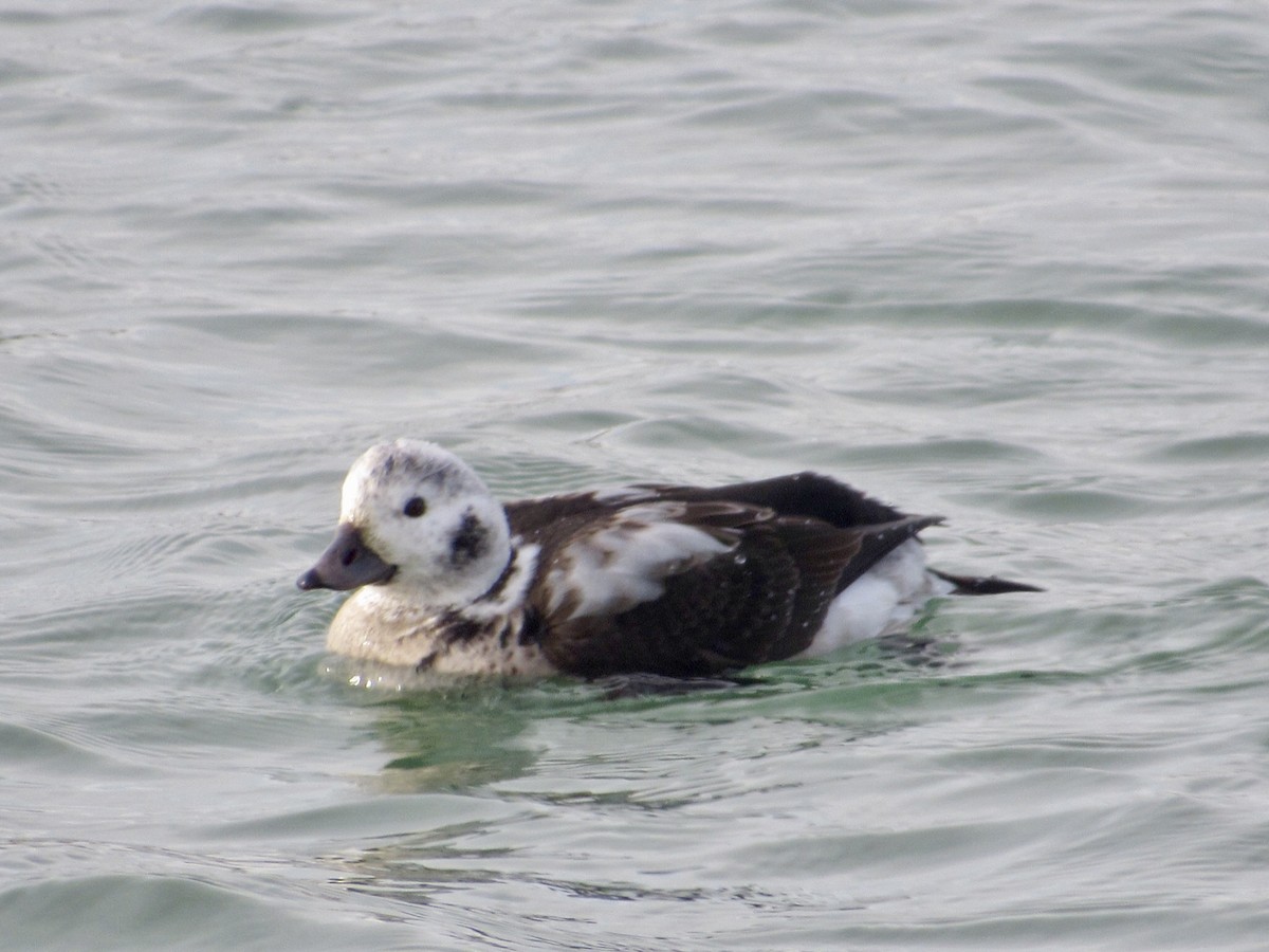 Long-tailed Duck - ML646011637