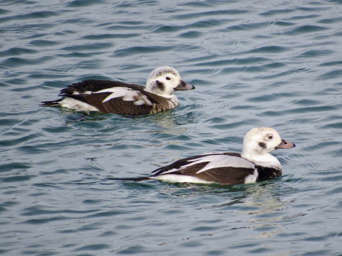 Long-tailed Duck - ML646011638