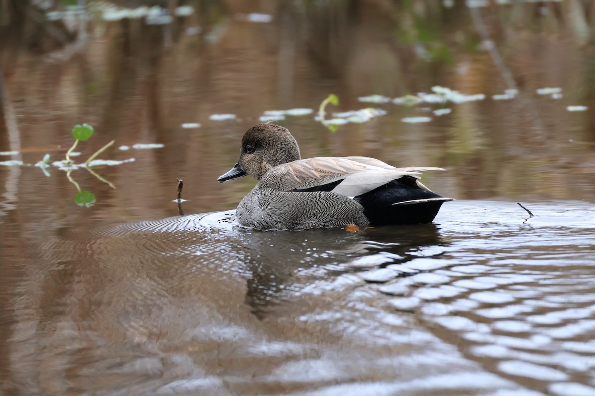 Gadwall - ML646011639