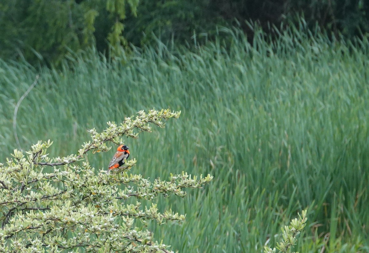 Southern Red Bishop - ML646011643