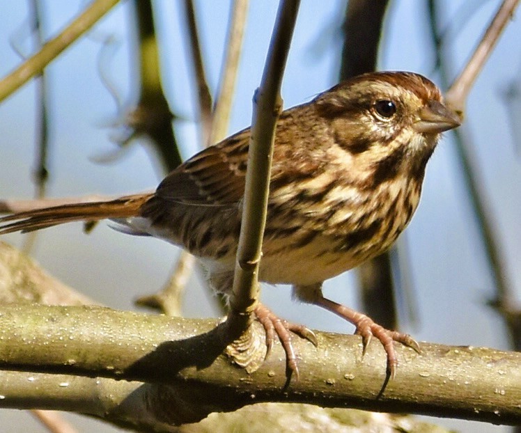 Song Sparrow - ML646011644