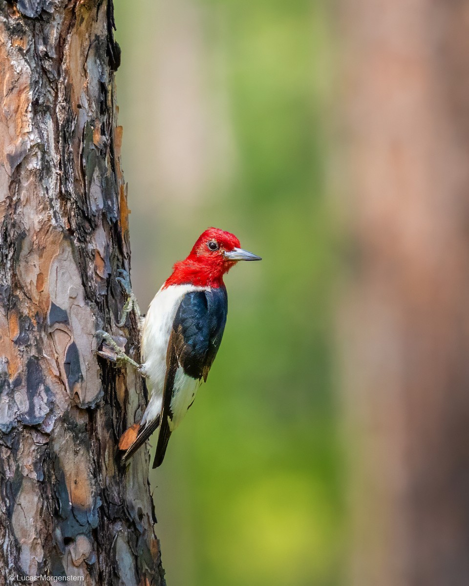 Red-headed Woodpecker - ML646011645