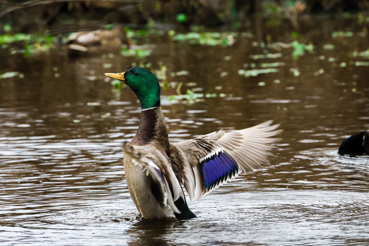 Mallard - ML646011646