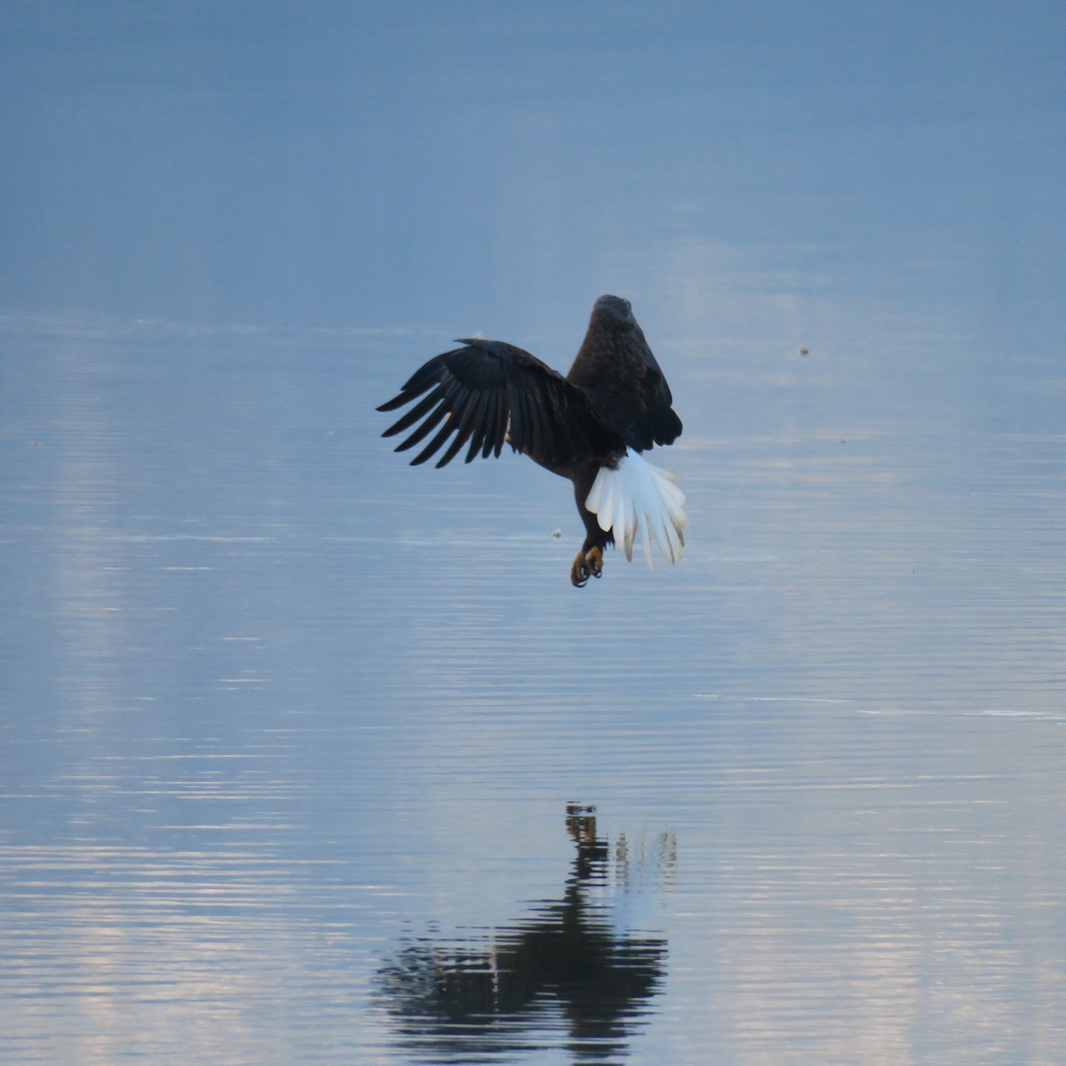 Bald Eagle - ML646011648
