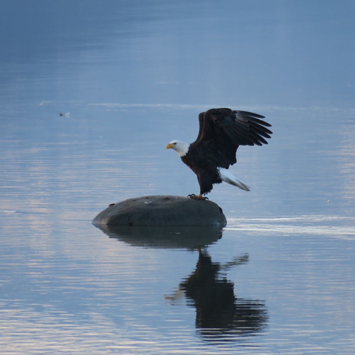 Bald Eagle - ML646011649