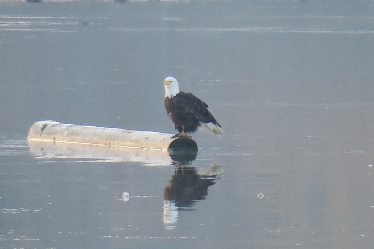 Bald Eagle - ML646011650