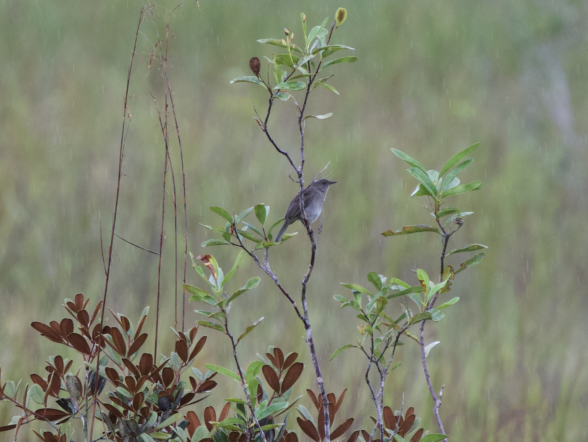 Campina Thrush - ML646011652