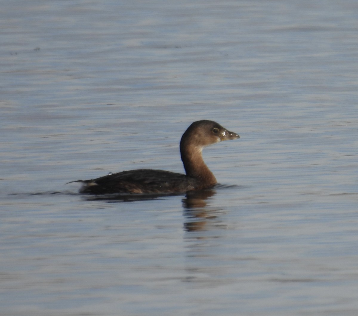 Pied-billed Grebe - ML646011653
