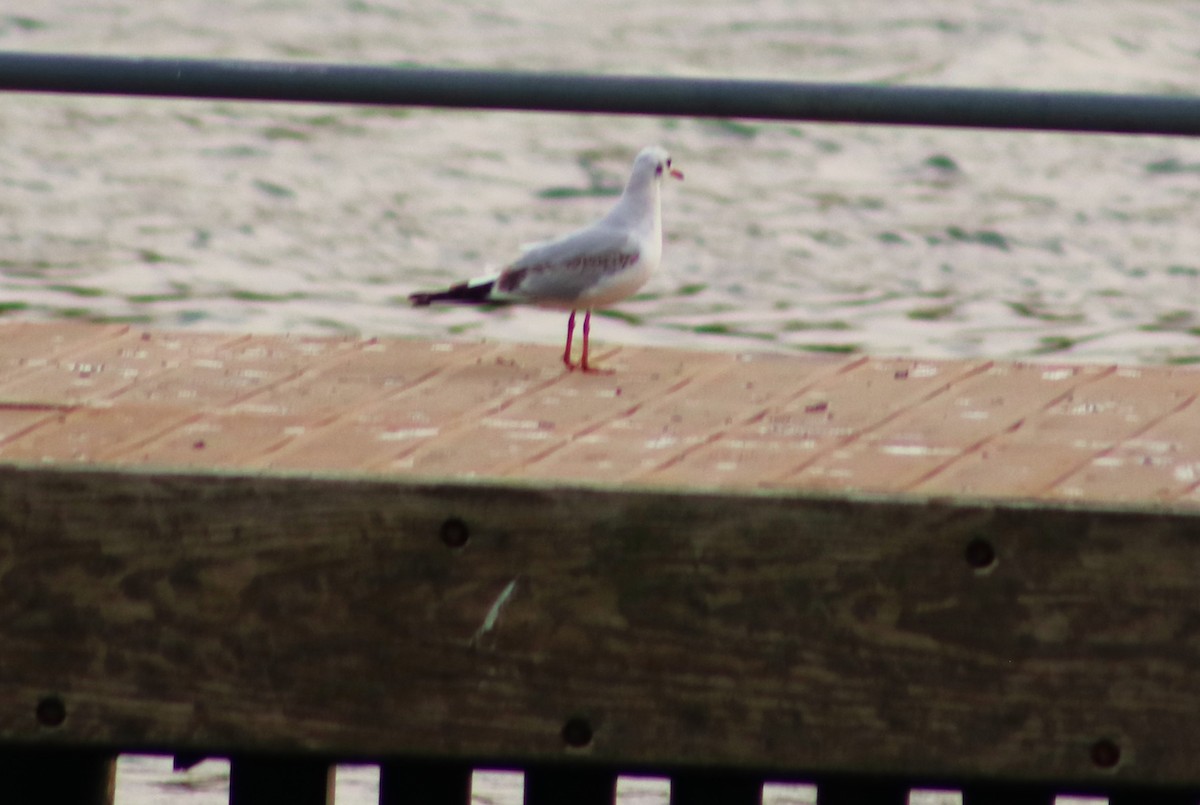 Black-headed Gull - ML646011654