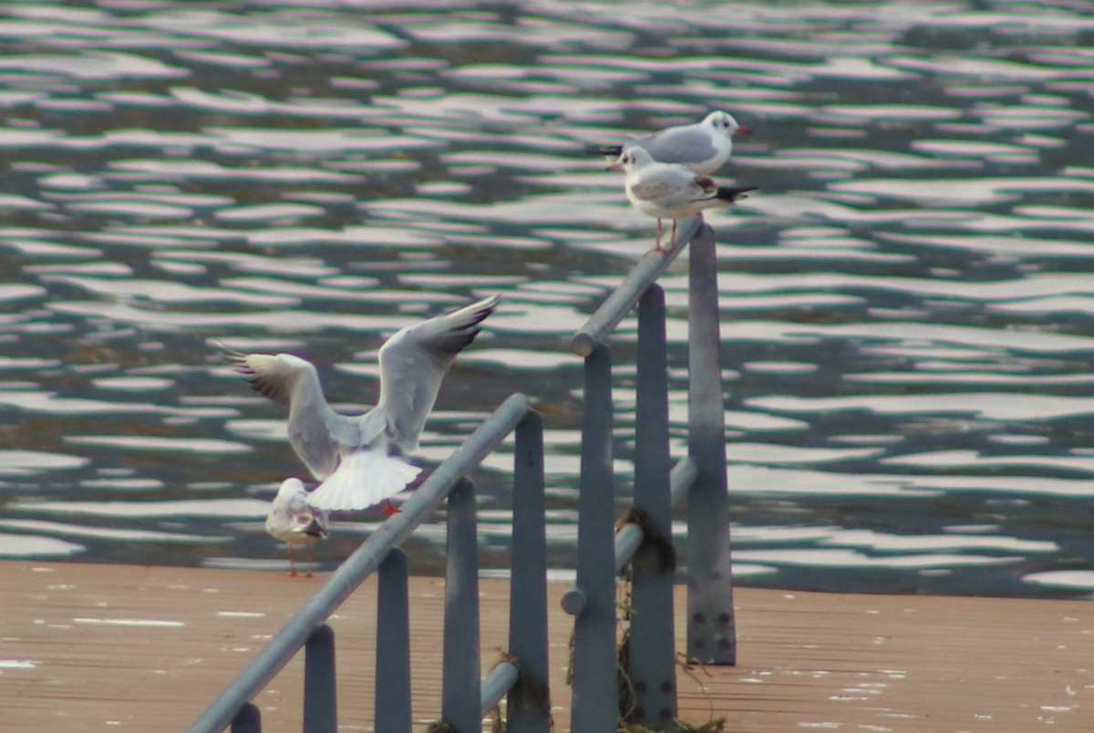 Black-headed Gull - ML646011655