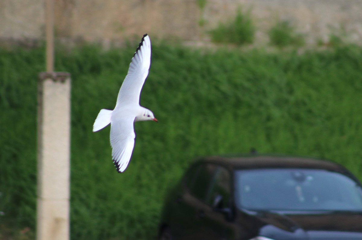 Black-headed Gull - ML646011656