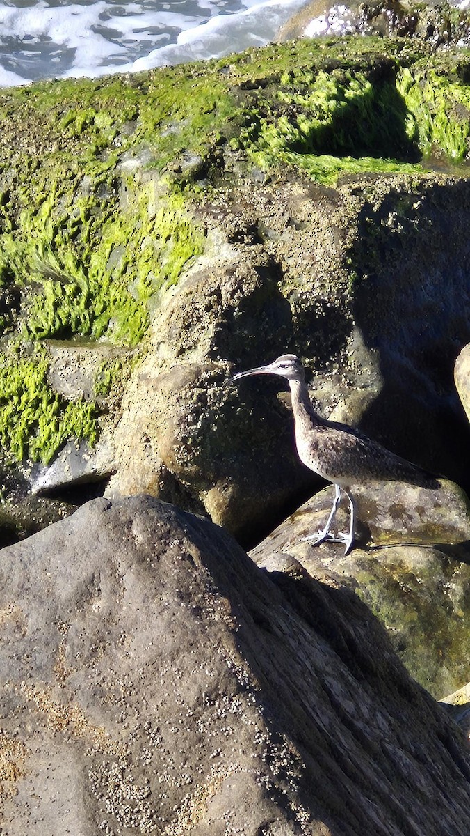Hudsonian Whimbrel - ML646011657