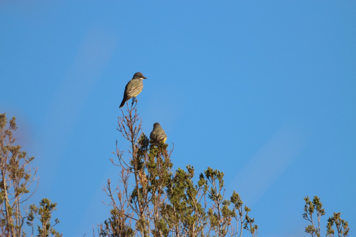 Cassin's Kingbird - ML646011658