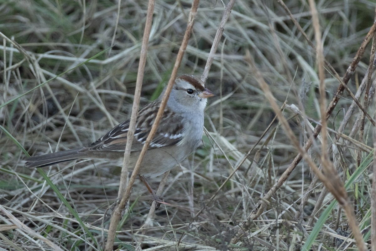 White-crowned Sparrow - ML646011659