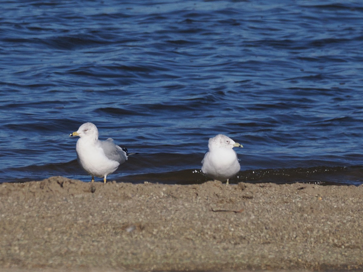 Ring-billed Gull - ML646011660