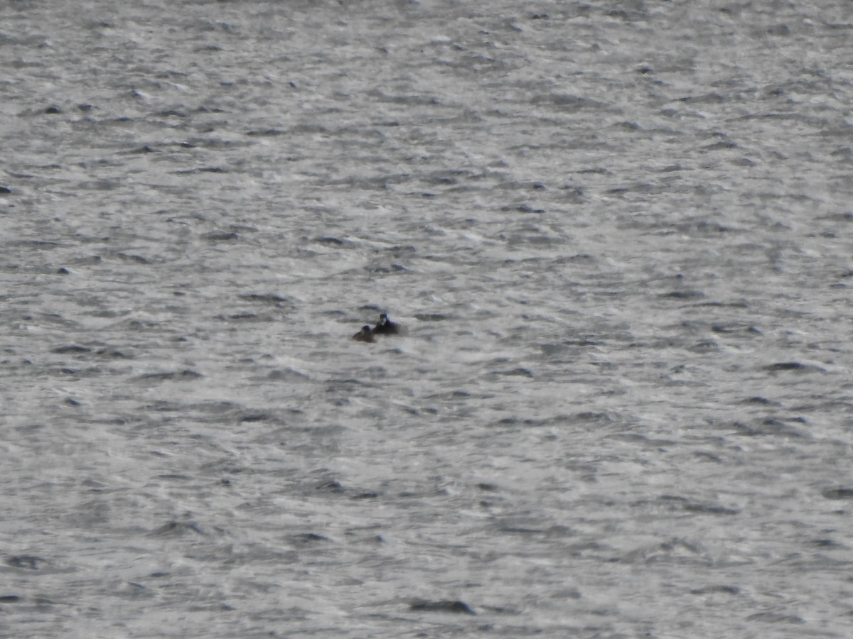 Greater Scaup - ML646011661