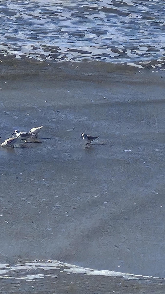 Sanderling - ML646011662