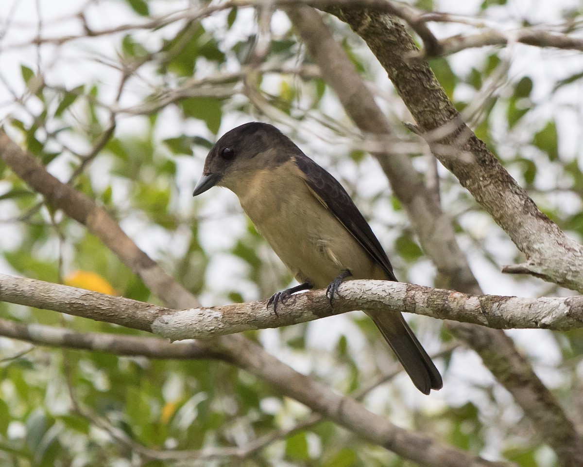 Crested Becard - ML646011663