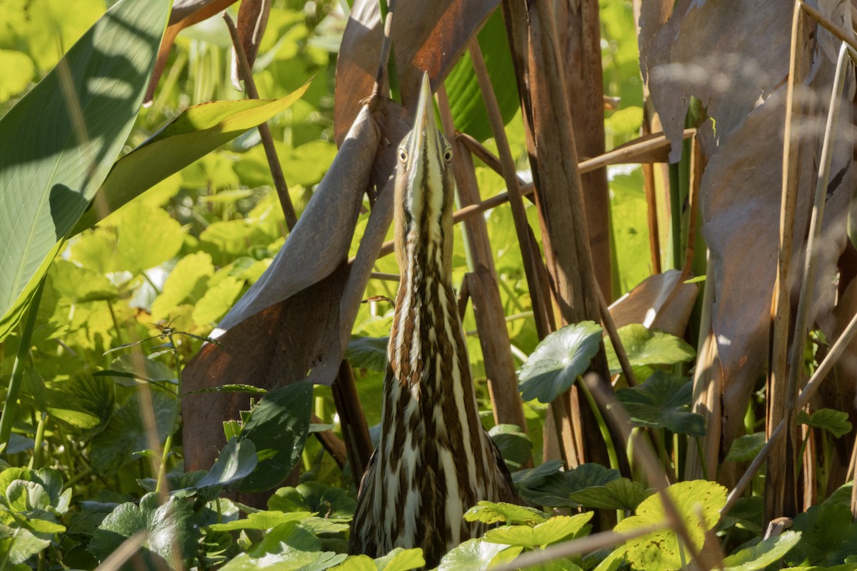 American Bittern - ML646011664
