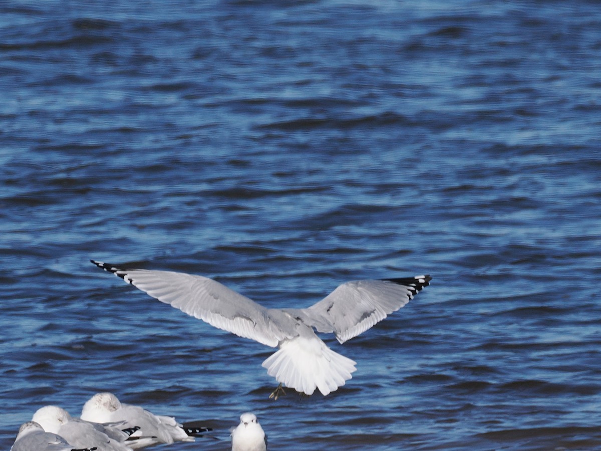 שחף עקוד-מקור - ML646011665