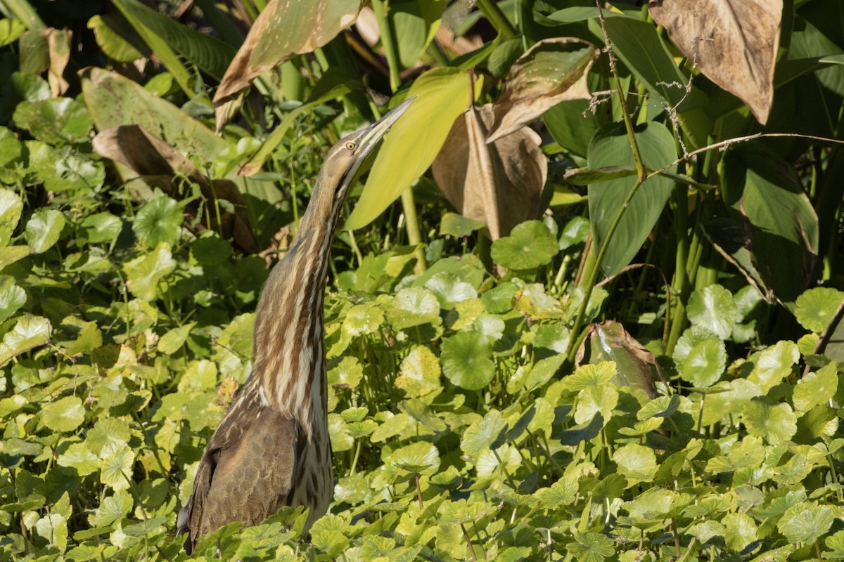 American Bittern - ML646011666