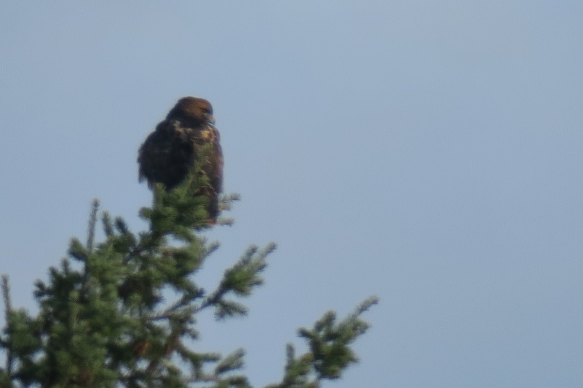 Red-tailed Hawk - ML646011675