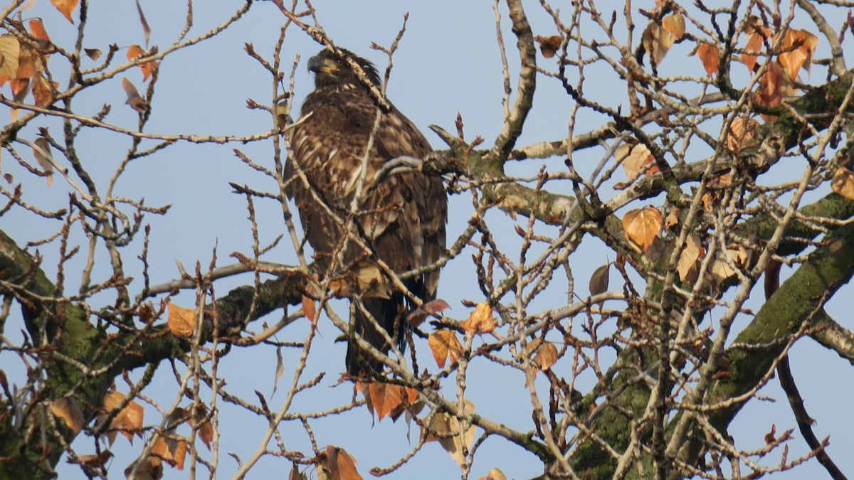 Red-tailed Hawk - ML646011676