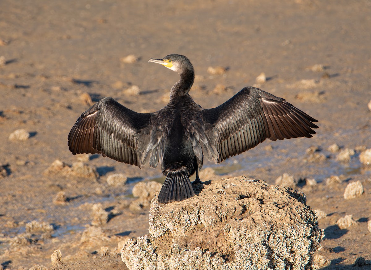 Cormorán Grande - ML646011688