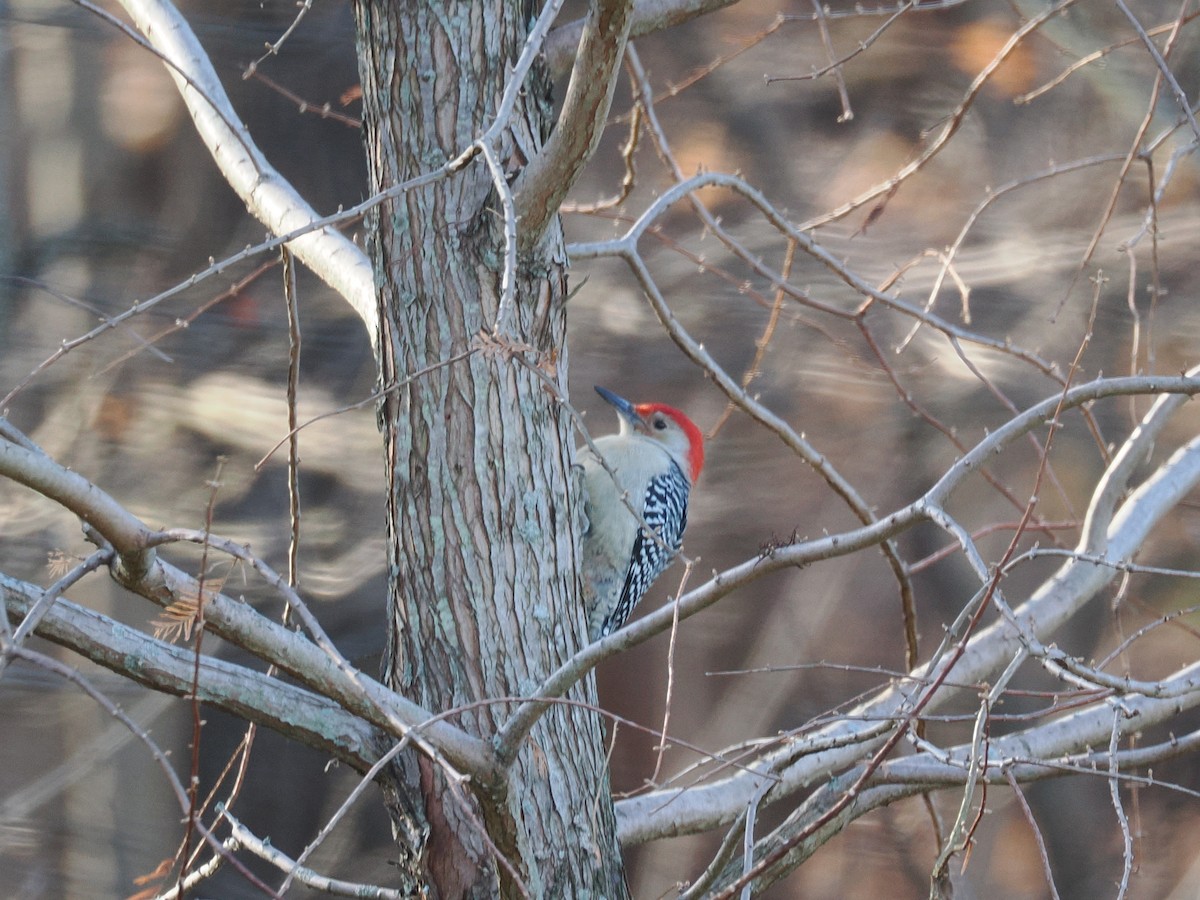 Red-bellied Woodpecker - ML646011690