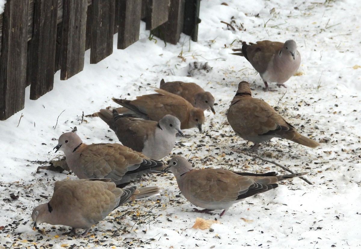 Eurasian Collared-Dove - ML646011691