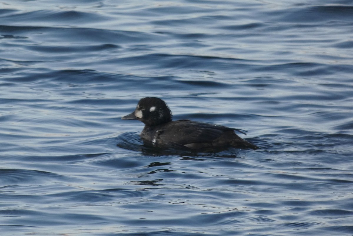 Harlequin Duck - ML646011694
