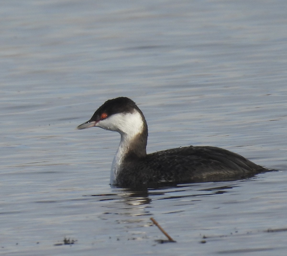 Horned Grebe - ML646011695