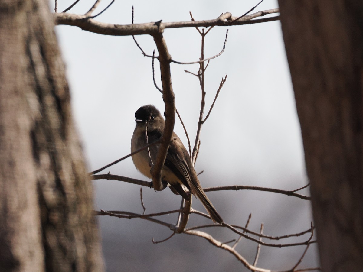 פיבי מזרחית - ML646011704