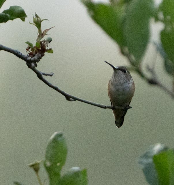Rufous Hummingbird - ML646011707