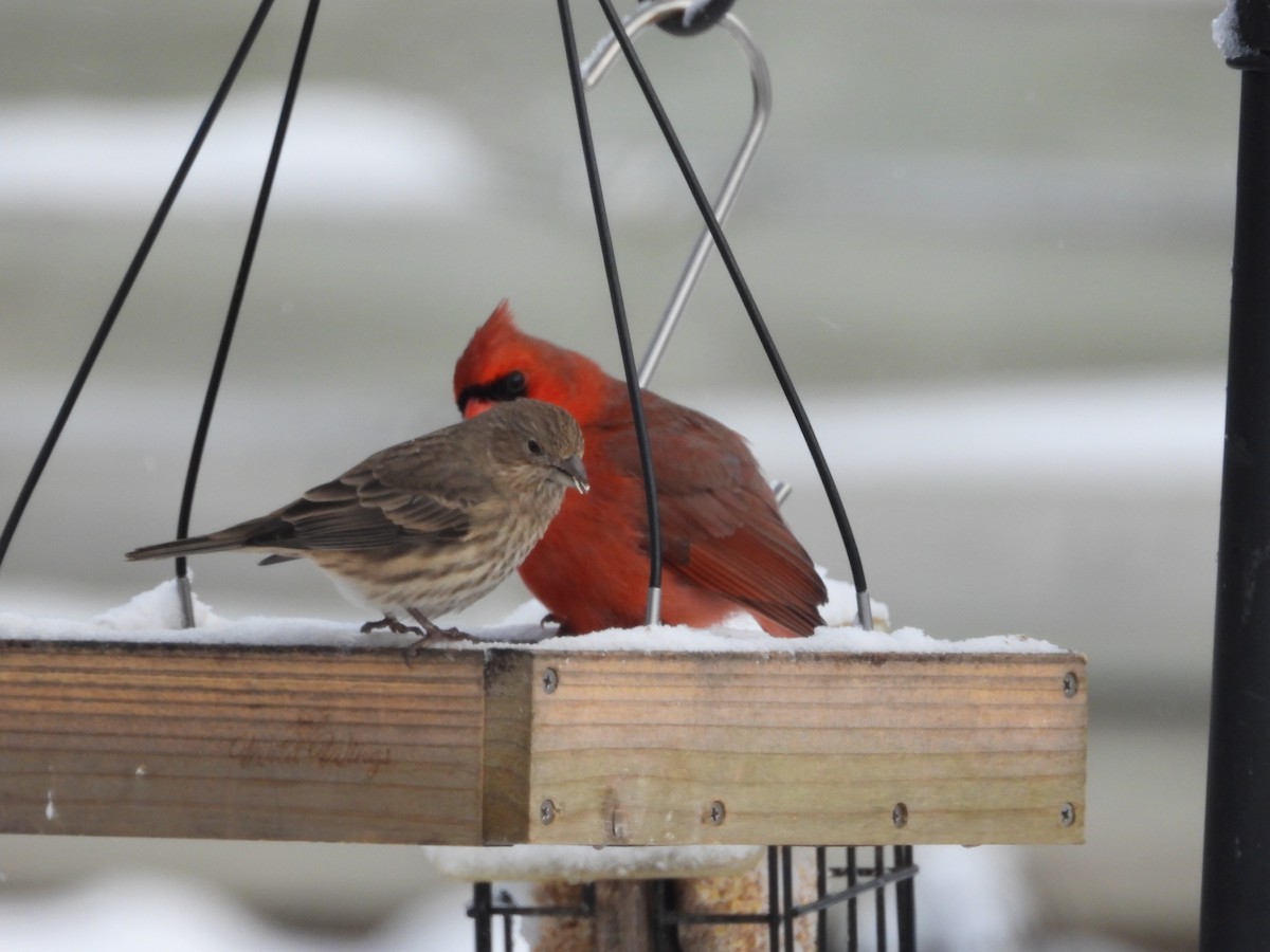 Northern Cardinal - ML646011712