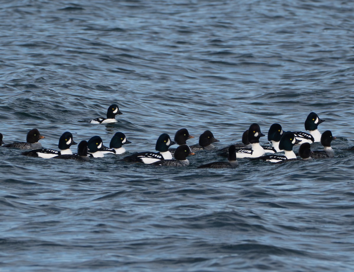 キタホオジロガモ - ML646011715